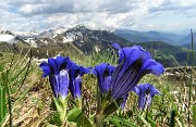 04 Genziana di Koch (Gentiana kochiana)